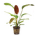 Pisces Live Plant Echinodorus Ozelot Red 5cm Pot (110995)