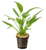 Pisces Live Plant Echinodorus Ozelot Green  5cm  Pot  (110996)