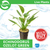 Pisces Live Plant Echinodorus Ozelot Green  5cm  Pot  (110996)