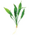Pisces Live Plant Echinodorus Frilly 5cm Pot (110998)