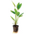 Pisces Live Plant Echinodorus Devils Eye - 5cm Pot - Emerse  (111002)