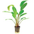 Pisces Live Plant Echinodorus Fire Feather  - Emer 5cm Pot  (111004)
