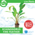 Pisces Live Plant Echinodorus Fire Feather  - Emer 5cm Pot  (111004)