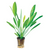 Pisces Live Plant Echinodorus Uruguayensis - 5cm Pot  (111017)