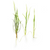 Pisces Live Plant Echinodorus Tenellus - 3  Chains  (151295)