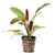 Pisces Live Plant Assorted Sword Emerse - 5cm Pot  (110903)