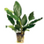 Pisces Live Plant Anubias Assorted - 5cm Pot  (110906)