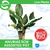 Pisces Live Plant Anubias Assorted - 5cm Pot  (110906)