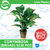 Pisces Live Plant Corymbosa (Broad) 5cm Pot (111041)