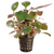 Pisces Live Plant Lobelia Cardinalis - 5cm Pot  (111112)