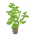 Pisces Live Plant Bacopa 5cm Pot (110111)