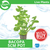 Pisces Live Plant Bacopa 5cm Pot (110111)
