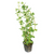Pisces Live Plant Rotala Rotundifolia - 5cm Pot  (110416)