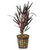 Pisces Live Plant Dragons Flame - 5cm Pot  (110348)