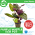 Pisces Live Plant Purple Waffle 5cm Pot (110349)