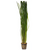 Pisces Live Plant Thin Vallisneria 5cm Pot (110357)