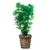 Pisces Live Plant Ambulia - 5cm Pot (110361)