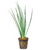 Pisces Live Plant Variegated Rush 5cm Pot (110436)