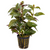 Pisces Live Plant Mauve Stricta 5cm Pot (110377)