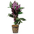 Pisces Live Plant Purple Temple 5cm Pot (110396)