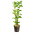 Pisces Live Plant Hygro - 5cm Pot (111039)