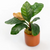 Pisces Live Plant Anubias Assorted -  Terracotta 3cm Pot  (110905)