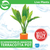 Pisces Live Plant Echinodorus Amazon - 3cm Terracotta Pot  (110922)