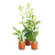 Pisces Live Plant Hydroponics - Terracotta 3cm Pot (111035)