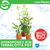 Pisces Live Plant Hydroponics - Terracotta 3cm Pot (111035)