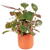 Pisces Live Plant Lobelia Cardinalis - Terracotta 3cm Pot (111045)