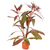 Pisces Live Plant Scarlet Ludwigia Terracotta 3cm Pot (111055)