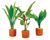 Pisces Live Plant Swords Asst Emerse In Terra 3cm Pot (111065)