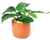 Pisces Live Plant Anub Nana Terracotta 3cm Pot (111255)