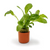 Pisces Live Plant Water Rose - Terracotta 3cm  Pot  (111420)