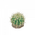 Eco Tech Pineapple Cactus Ornament 10cm (ECT73)