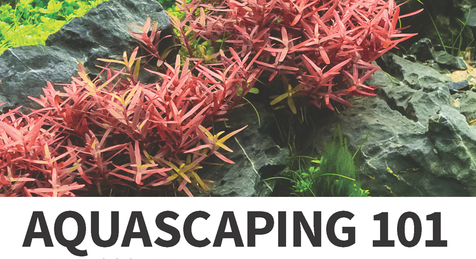 AQUASCAPING 101 With Bioscape Aquarium Spare Parts