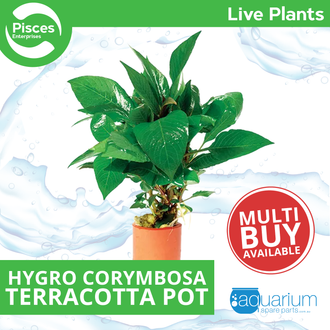 Live hygro best sale
