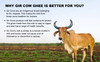 Native A2 Desi Gir Cow Ghee | By Native Milk | 10.15 Oz | 0.63 lbs
