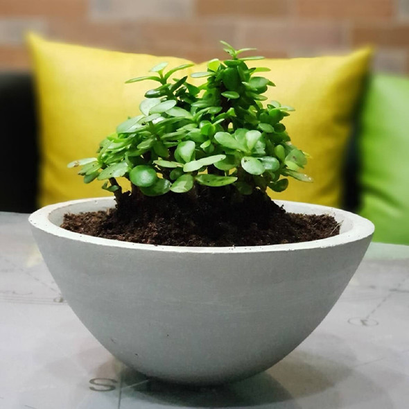 Potorama Concrete Planter Pot AZ-P05 |By Artzake | 25.75 Oz | 1.61 lbs | SU-TQ-MAY20