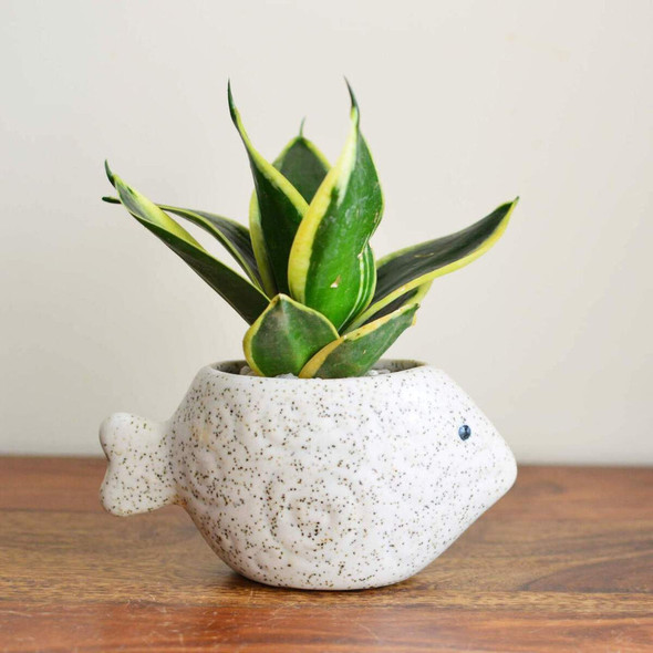 Pisces Ceramic Succulent Planter |By Thorny Affair | 12.35 Oz | 0.77 lbs | SU-TQ-MAY20