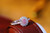 QueenLine 0.18ct Solid G18K Gold Diamond Natural Pink Diamonds Rings