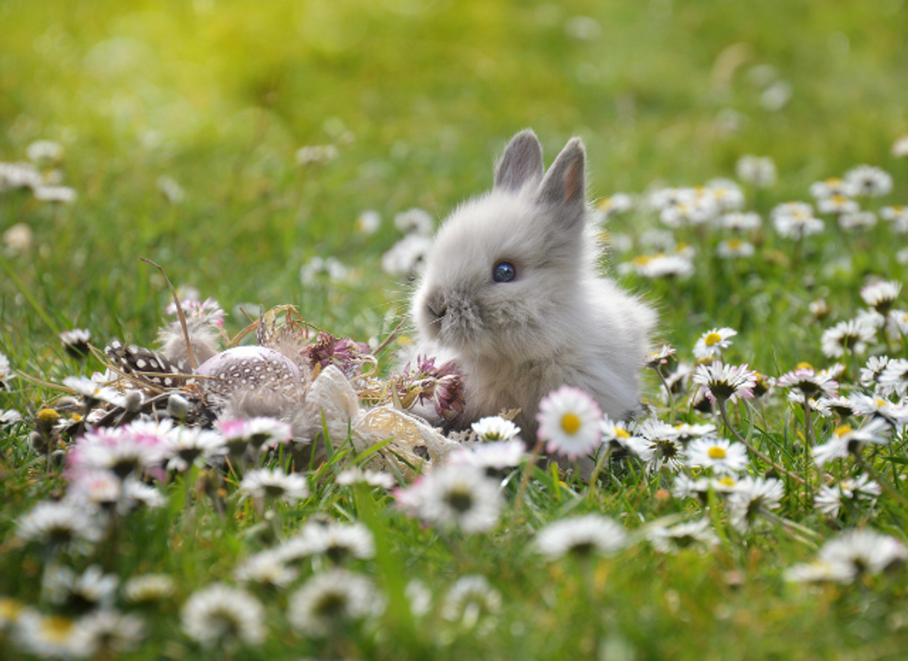 Easter Party Decoration Ideas for a Fun & Festive Celebration