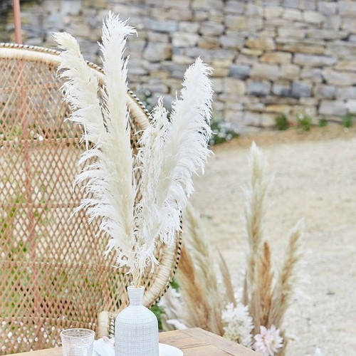 Bleached Pampas Grass (Pack of 5 Stems) Bleached Pampas Grass (Pack of 5 Stems)
