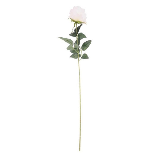 Arundel Rose Cream Arundel Rose Cream