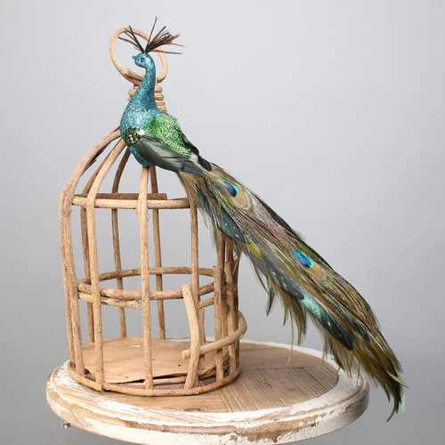 Peacock Longtail with clip Peacock Longtail with clip