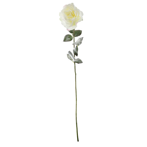 Snowy White English Rose (72cm) Snowy White English Rose (72cm)