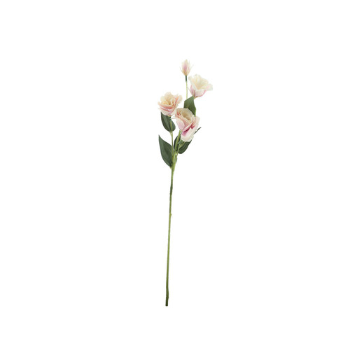 Essential Pale Pink Lisianthus Essential Pale Pink Lisianthus