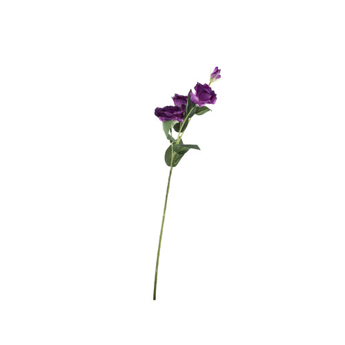 Essential Purple Lisianthus Essential Purple Lisianthus