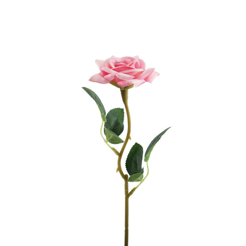 Essential Pink Rose Essential Pink Rose