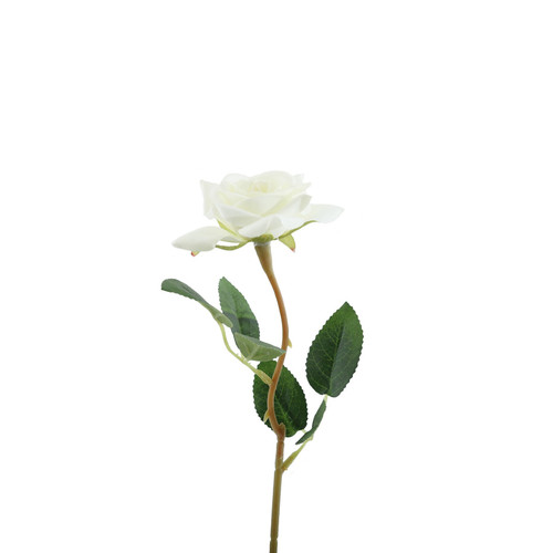 Essential White Rose Essential White Rose